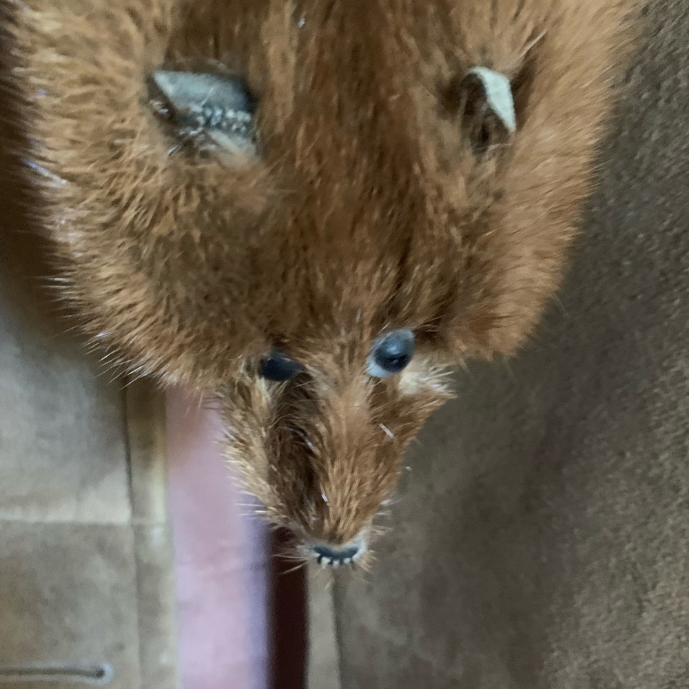 Real Mink Coat With Real Mink Animal Stole. Vintage View 4